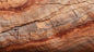 Petrified Wood| Precious Gem Surfaces - 1