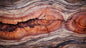 Petrified Wood| Precious Gem Surfaces - 2